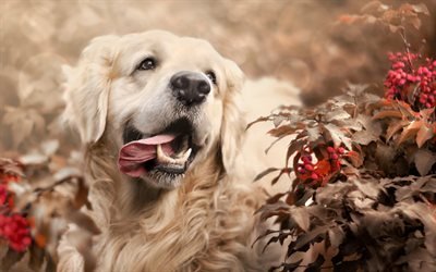Labrador, muzzle, Golden Retriever, close-up, dogs, pets, cute dogs, Golden Retriever Dog