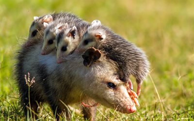 Opossums, 4k, marsupials, family, wildlife, mother and cubs, Didelphimorphia