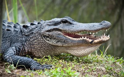 crocodile, alligator, predator, wildlife, pond, dangerous animals