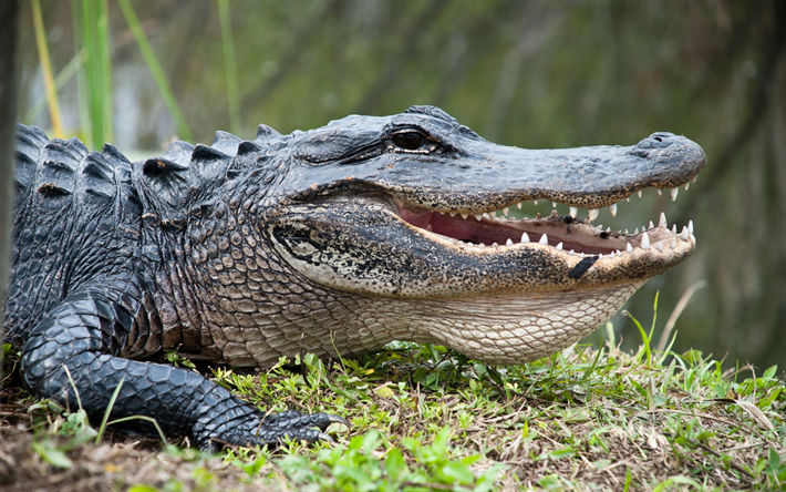 crocodile, alligator, pr&#233;dateur, vie sauvage, &#233;tang, animaux dangereux
