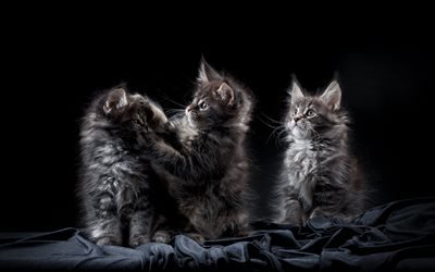 Maine Coon, fluffy gray kittens, small cats, trio, cute animals, breed fluffy cats, domestic cats