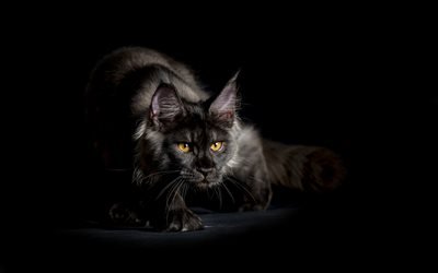 Maine Coon Cat, fluffy cat, cute animals, gray cat, pets, cats, gray Maine Coon, domestic cat
