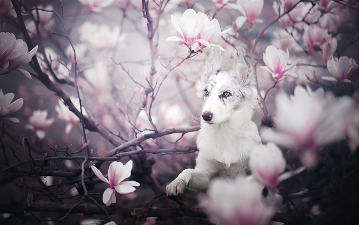 Border Collie, primavera, animais de estima&#231;&#227;o, animais fofos, cachorros, Border Collie Dog