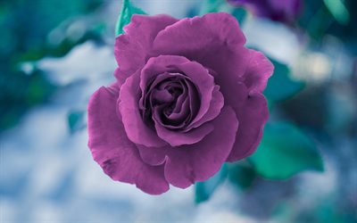 パープルローズ, rosebud, 美しい紫の花, 春