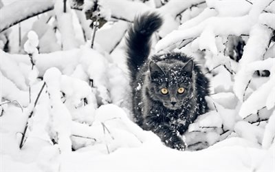 Bombay Cat, winter, pets, black cat, snowdrifts, domestic cat, cats, Bombay