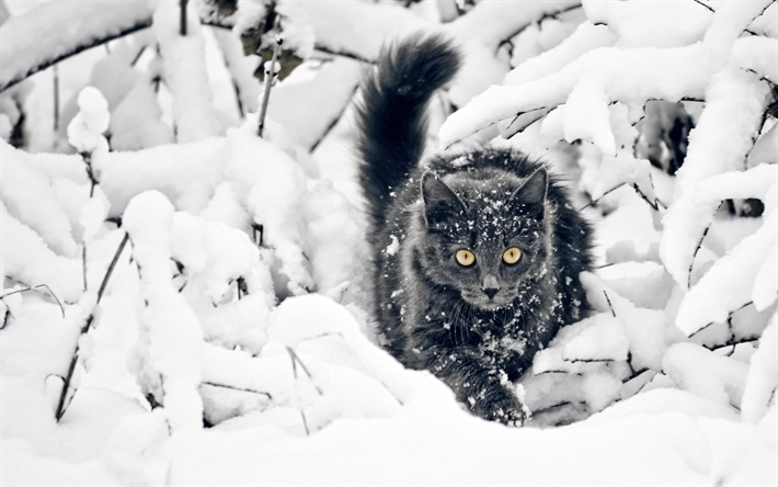 Bombay Gato, inverno, animais de estima&#231;&#227;o, gato preto, neve, o gato dom&#233;stico, gatos, Bombay
