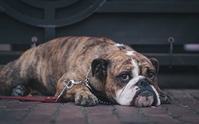 El Bulldog ingl&#233;s, el perro perezoso, simp&#225;ticos animales, mascotas, grandes de color marr&#243;n perro