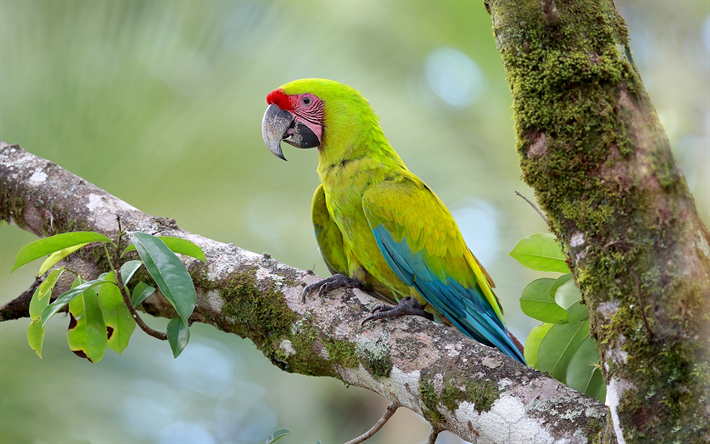 B&#252;y&#252;k yeşil papağan, Buffons papağan, yeşil papağan, g&#252;zel yeşil kuş, Kosta Rika, b&#252;y&#252;k bir askeri papağan