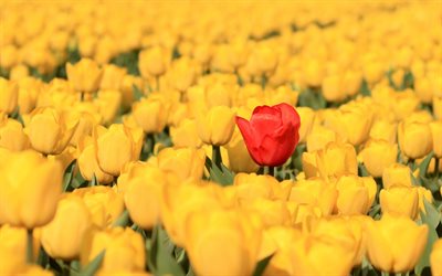 tulipes jaunes, fleurs de printemps, diff&#233;rents concepts, chef de file des concepts, tulipe rouge, printemps