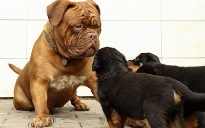 4k, Rottweiler, Bordeaux mastif, yavru, dostluk, hayvanlar, Dogue de Bordeaux, k&#246;pekler, Fransız mastif, k&#252;&#231;&#252;k Rottweiler