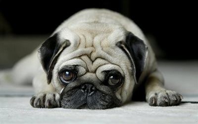 Pug, close-up, triste c&#227;o, cachorros, animais fofos, triste pug, animais de estima&#231;&#227;o, Pug Dog