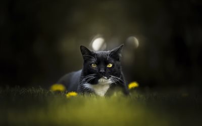 gatto nero, verde, erba, campo, British shorthair gatto nero, animali domestici