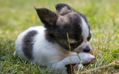 4k, Chihuahua, filhote de cachorro, cachorros, cinzento-branco chihuahua, animais fofos, pequeno chihuahua, animais de estima&#231;&#227;o, Cachorro Chihuahua