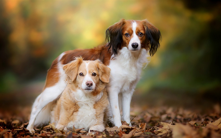 Kooikerhondje, Brittany dog, spaniel, little cager dog, friendship concepts, cute dogs, pets