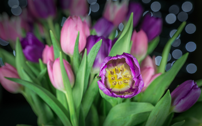 p&#250;rpura tulipanes, flores de la primavera, de la yema de los tulipanes, de la primavera, las flores hermosas