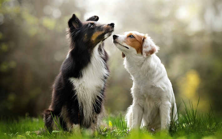 الاسترالي كلب الراعي, الاسترالي, زوج من الكلاب, الحيوانات الأليفة, الحيوانات لطيف, الكلاب الكبيرة