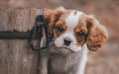 Cavalier King Charles Spaniel, 4k, chiot, animaux familiers, les chiens, close-up, des animaux mignons, jouet, Cavalier King Charles Spaniel Chien