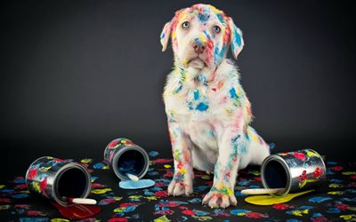 Labrador, valp, Golden Retriever, holly koncept, hundar, husdjur, s&#246;ta hundar, Golden Retriever Hund