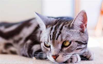 british shorthair gato malhado, animais de estima&#231;&#227;o, verdes olhos grandes, gato cinzento, animais fofos