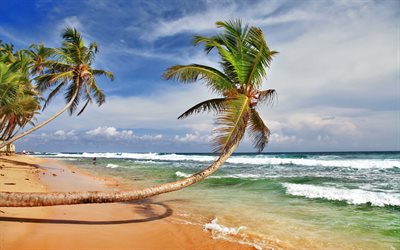 tropical island, sea, beach, ocean, waves, palm, sand