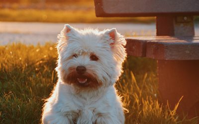 Glen do Imaal Terrier, 4k, gramado, animais de estima&#231;&#227;o, p&#244;r do sol, c&#227;o branco, cachorros, Glen do Imaal Terrier C&#227;o