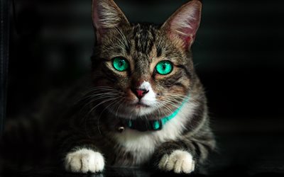 4k, American Bobtail Gato, close-up, de ojos verdes, mascotas, gato dom&#233;stico, animales lindos, gatos, American Bobtail