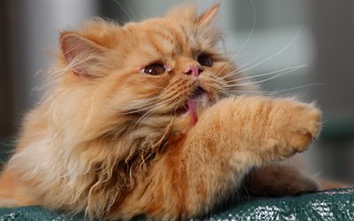 ginger cat, Persian cat, funny animals, pets, cat, fluffy cat breed