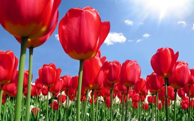 rouge tulipes, fleurs sauvages, printemps, champ de fleurs, tulipes, fleurs sur le fond de ciel