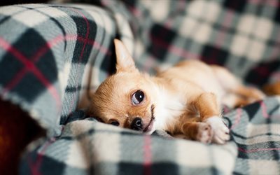 Chihuahua Dog, 4k, sofa, dogs, brown chihuahua, cute animals, pets, Chihuahua