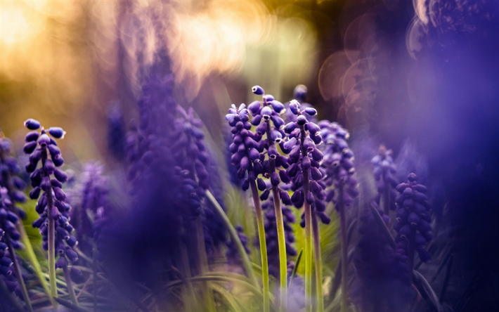 purple flowers, spring, muscari, hyacinths, blur, bokeh, spring flowers