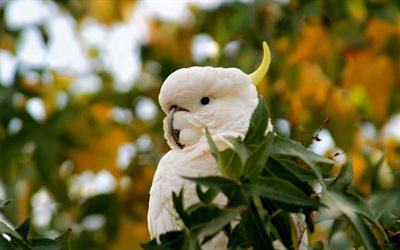 White cockatoo, umbrella cockatoo, white parrot, forest, wildlife, beautiful white bird