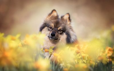Pomeranian Spitz, small fluffy dog, pets, daffodils, flower field, spring, cute animals