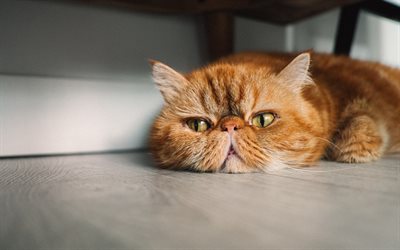 Persian Cat, close-up, ginger cat, fluffy cat, cats, funny cat, domestic cats, pets, ginger Persian Cat, Persian