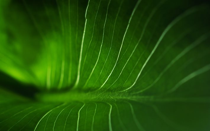 foglia verde texture di sfondo con foglia verde, eco texture, ecologia, ambiente, texutra foglia, foglia verde