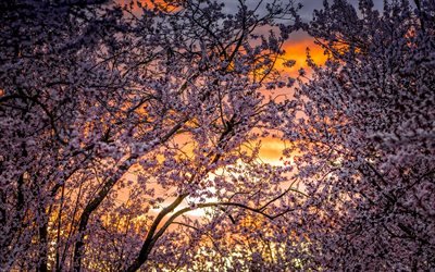 cherry blossoms, sunset, evening, spring trees, trees with flowers, spring, cherries