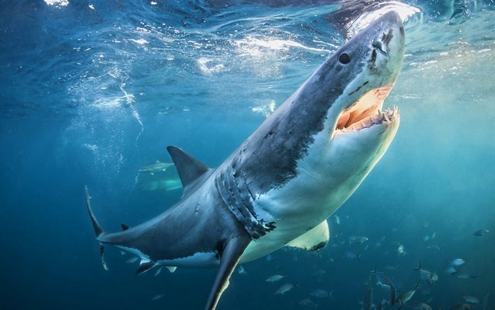 great white shark, unterwasserwelt, fische, wildlife, raubfisch, meer, hai, r&#228;uber, carcharodon carcharias