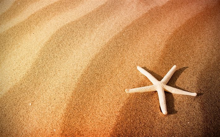 les &#233;toiles de mer dans le sable, soir, coucher de soleil, plage, sable, &#233;toile de mer, &#233;t&#233;, concepts de voyage
