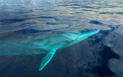 whale, sea, wildlife, underwater world, fish, Cetacea, whales