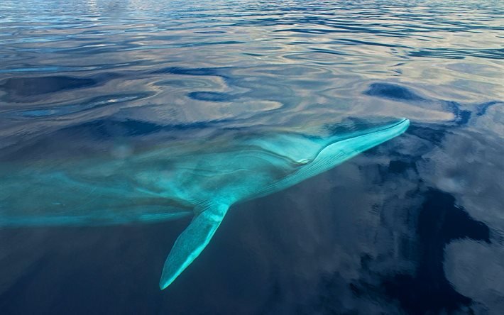 la ballena, el mar, la fauna, el mundo submarino, peces, Cet&#225;ceos, las ballenas