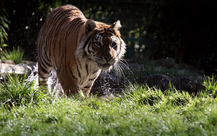 tigre, river, green grass, predators, la vida silvestre, dangerous animals, Sumatran tiger