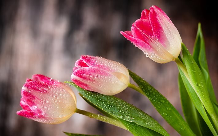 tulipas cor-de-rosa, flores da primavera, tulipas, flores cor de rosa, fundo com tulipas, lindas flores
