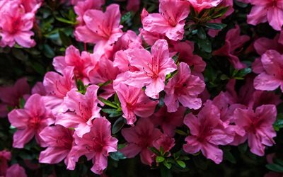 Azalea, macro, flores cor de rosa, lindas flores, bot&#245;es cor-de-rosa, Azal&#233;ias