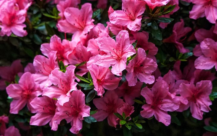 ダウンロード画像 アゼリア マクロ ピンクの花 美しい花 ピンクの芽 ツツジ フリー のピクチャを無料デスクトップの壁紙