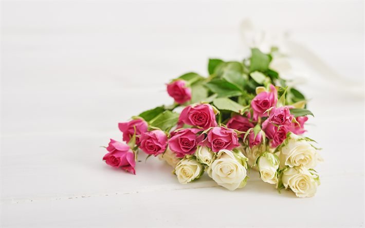vaaleanpunaisia ruusuja, valkoisia ruusuja, kauniita kukkia, tausta ruusut, kimppu, ruusut valkoisella pohjalla, kimppu ruusuja