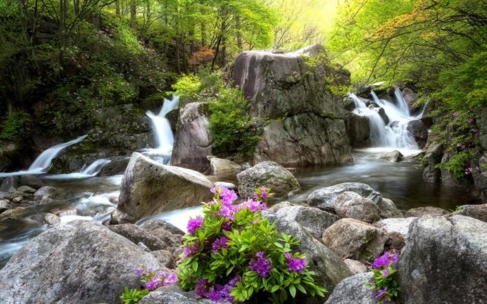 waterfall, rocks, forest, spring, flowers in the forest, river, beautiful landscape