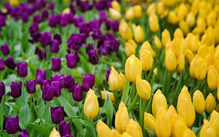 tulipes jaunes, pourpre tulipes, fleurs de printemps, les tulipes, le fond, avec les tulipes, les belles fleurs