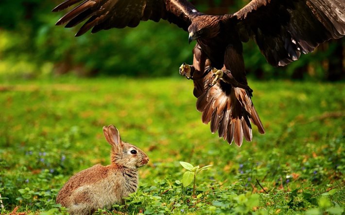 eagle, kanin, jakt begrepp, vilda djur, rovdjur, jakt