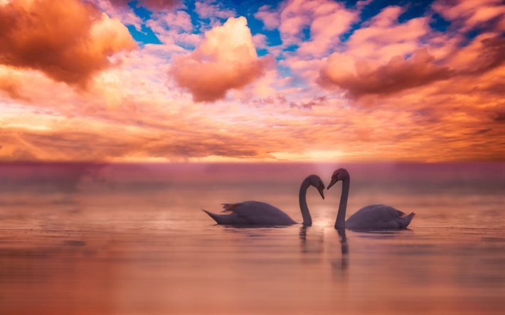 par de cisnes, p&#244;r do sol, conceitos de amor, p&#225;ssaros brancos, cisnes no lago, cisnes
