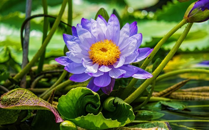 violeta lotus, 4k, macro, lindas flores, lago, lotus, Nelumbo nucifera, flores violeta