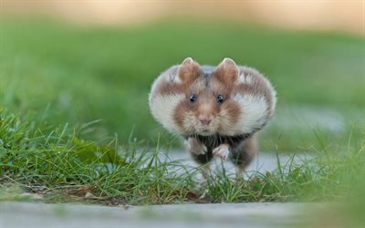 voando hamster, animais engra&#231;ados, bokeh, animais fofos, hamster, executando o hamster